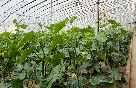 金年会|jinnianhui金年会·(金字招牌)诚信至上官网