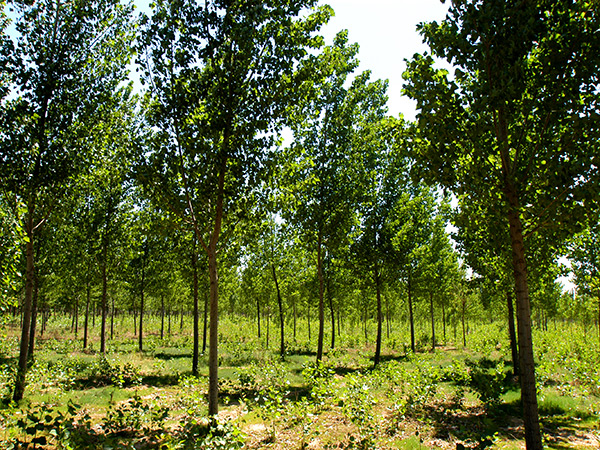 邯郸市金年会园林工程有限公司